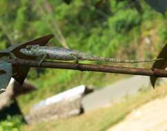 Image of Big-nosed chameleon