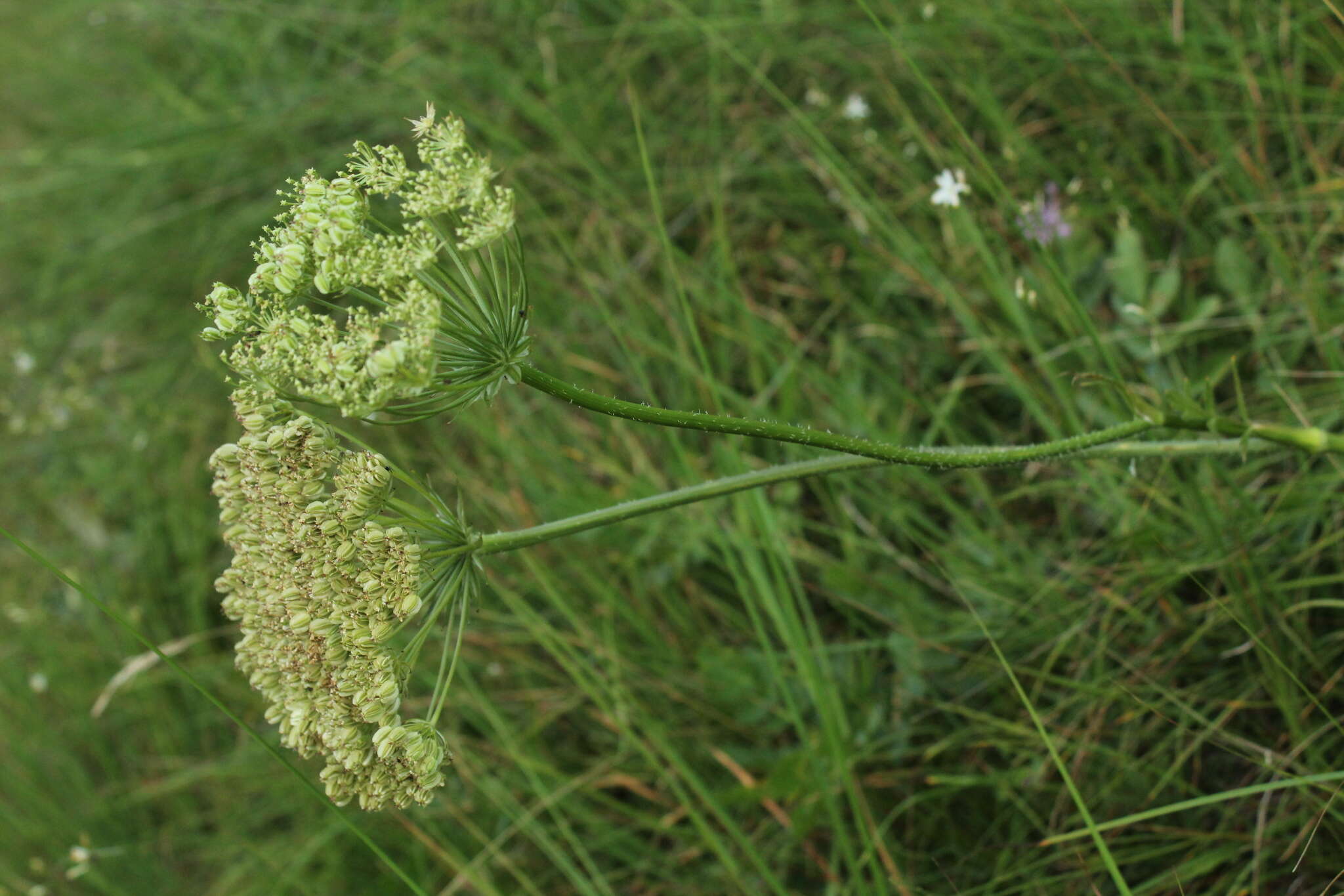 Imagem de Laserpitium nitidum Zanted.