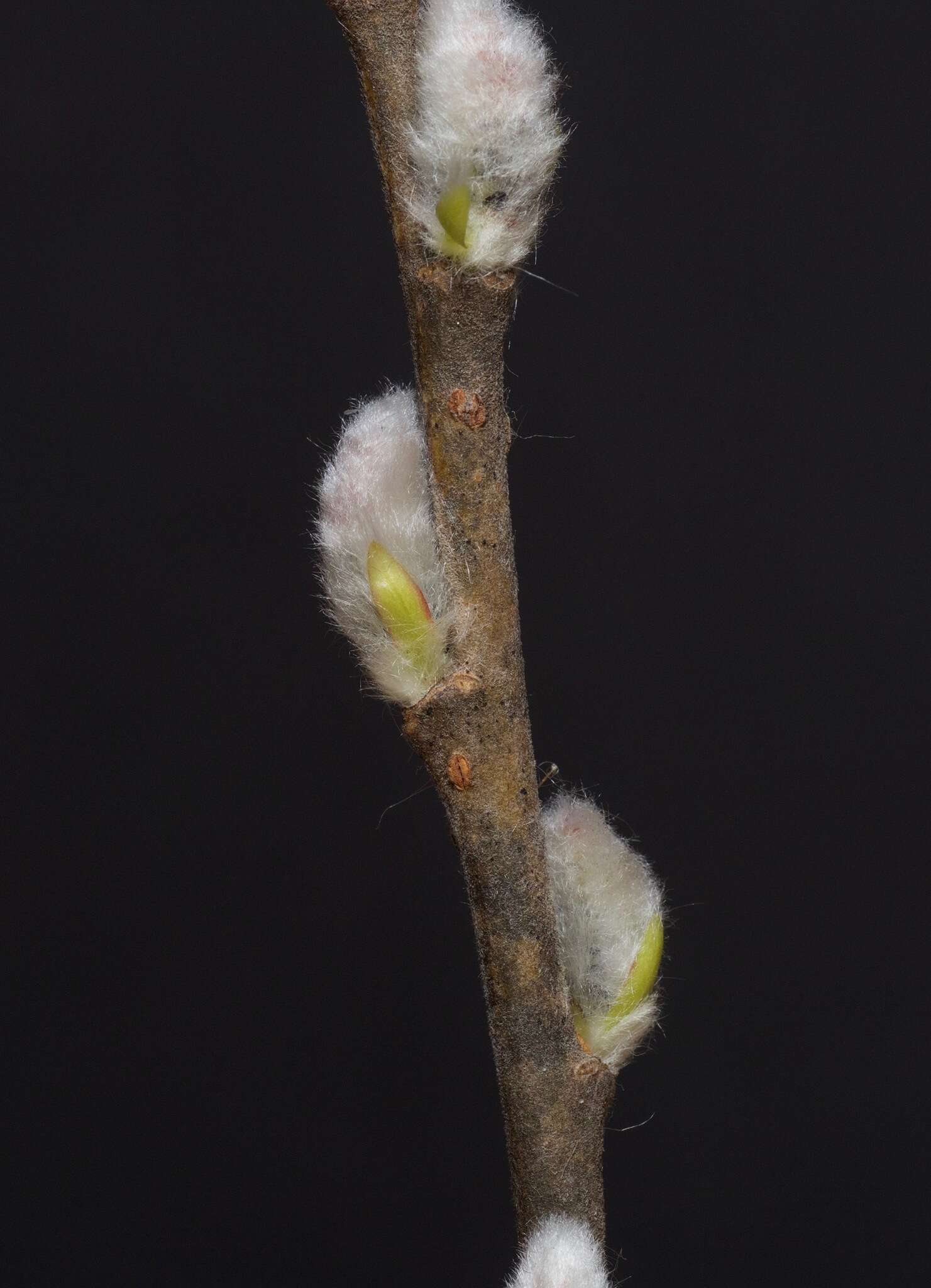 Plancia ëd Salix discolor Muhl.