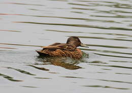 Image of Meller's Duck