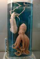 Image of cephalopods