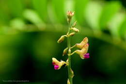 Image de Tephrosia purpurea (L.) Pers.