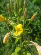 Image of Oenothera fallax Renner