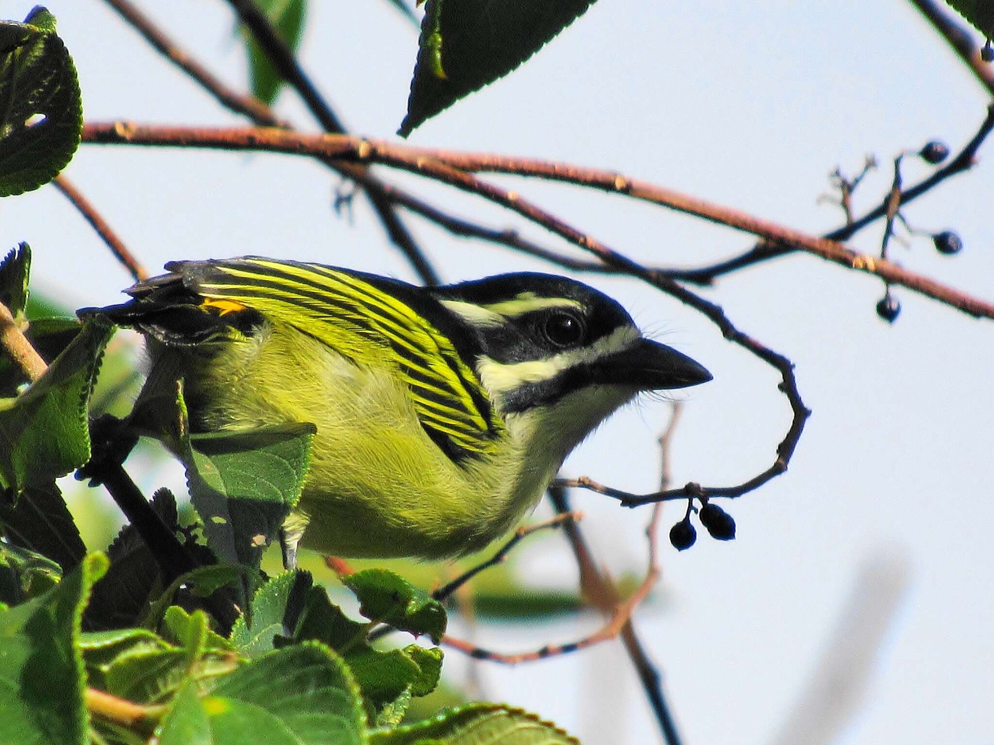 صورة Pogoniulus bilineatus bilineatus (Sundevall 1850)