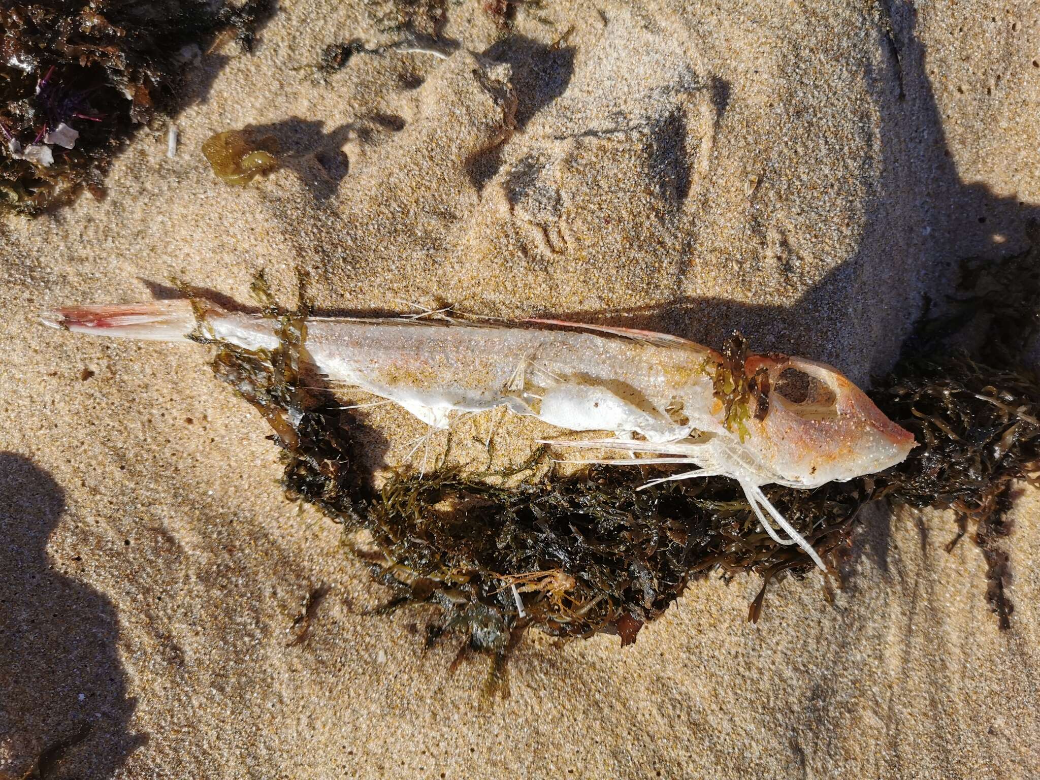 Image of Long-finned Gurnard