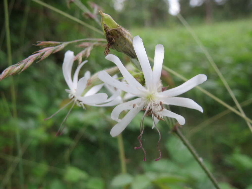 Image of Eurasian catchfly