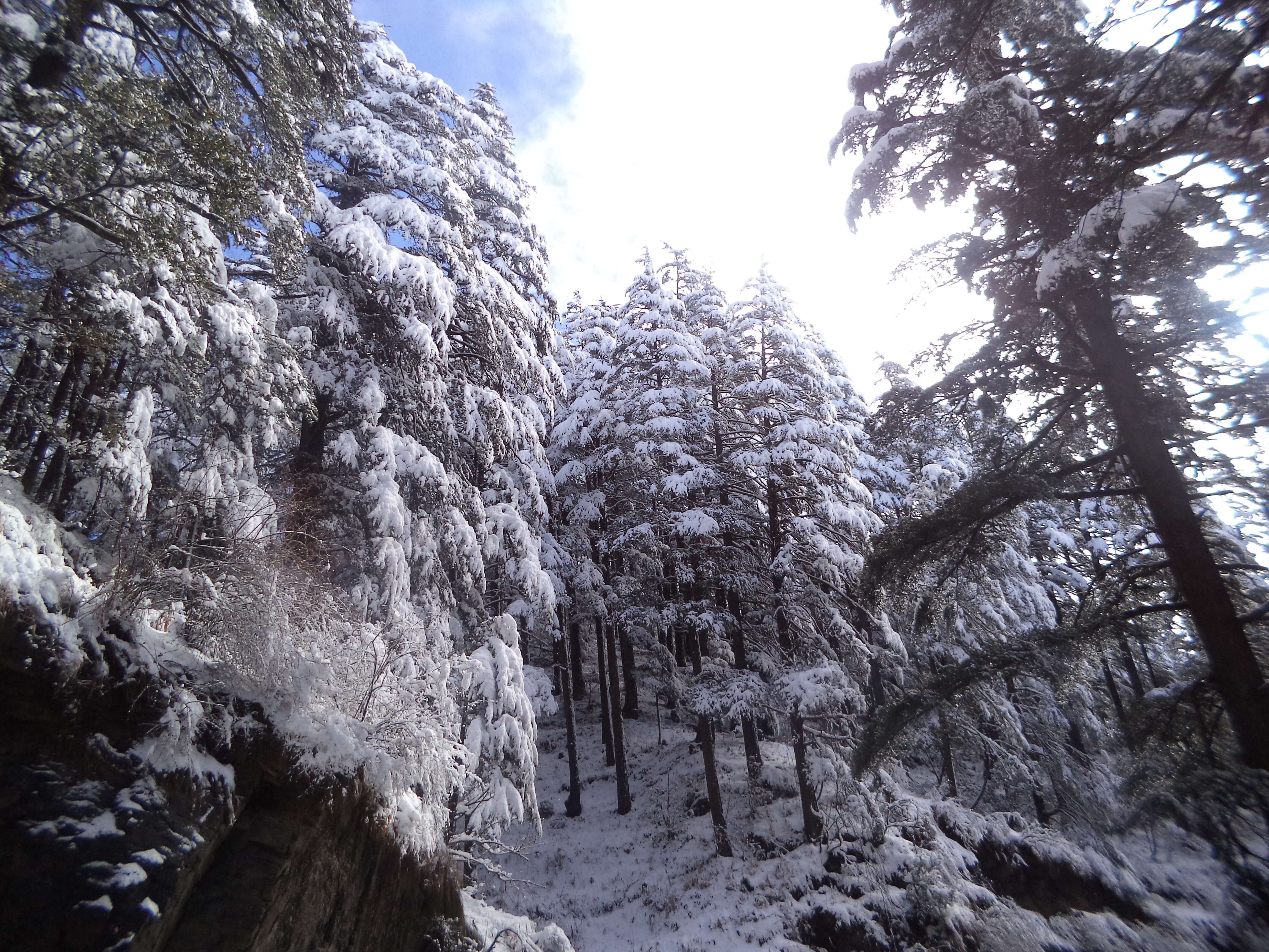 Image of Deodar cedar