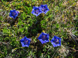 Image of Stemless Gentian