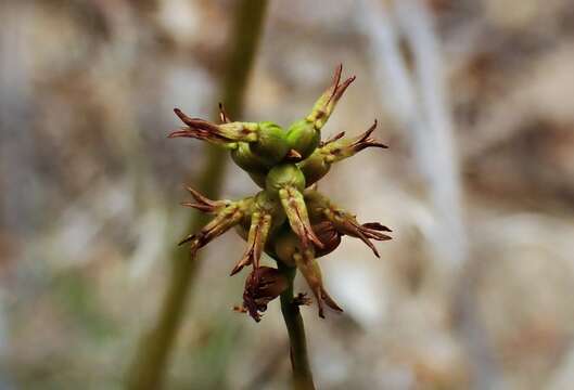 Image of Genoplesium rufum (R. Br.) D. L. Jones & M. A. Clem.