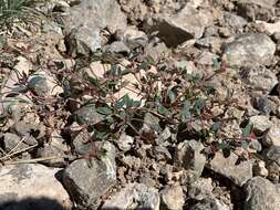 Слика од Euphorbia chaetocalyx (Boiss.) Tidestr.