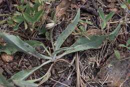 Image of clustered goldenweed