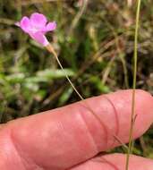 Image of twoline false foxglove