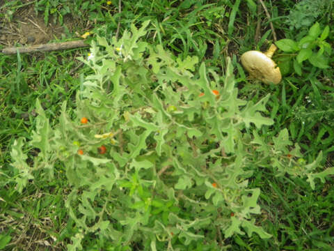 Image of Solanum tomentosum var. coccineum (Jacq.) Willd.