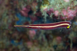 Image of Diademichthys