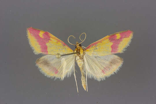 Image of Pyrausta scurralis Hulst 1886