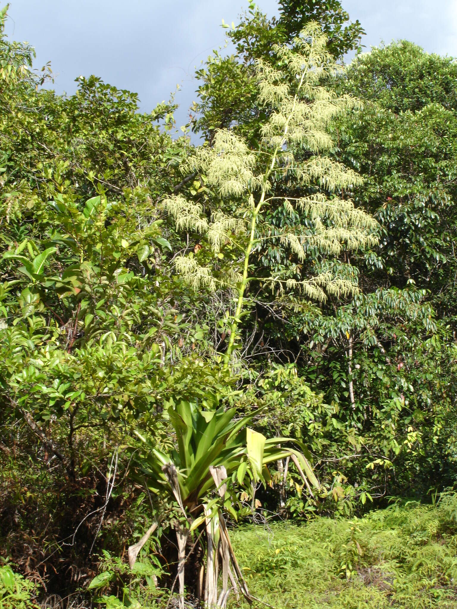 Image of Brocchinia micrantha (Baker) Mez