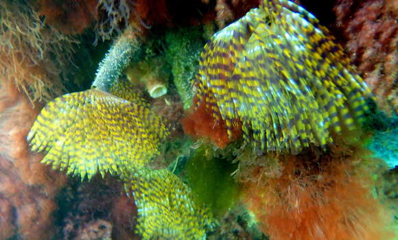 Image of European fan worm