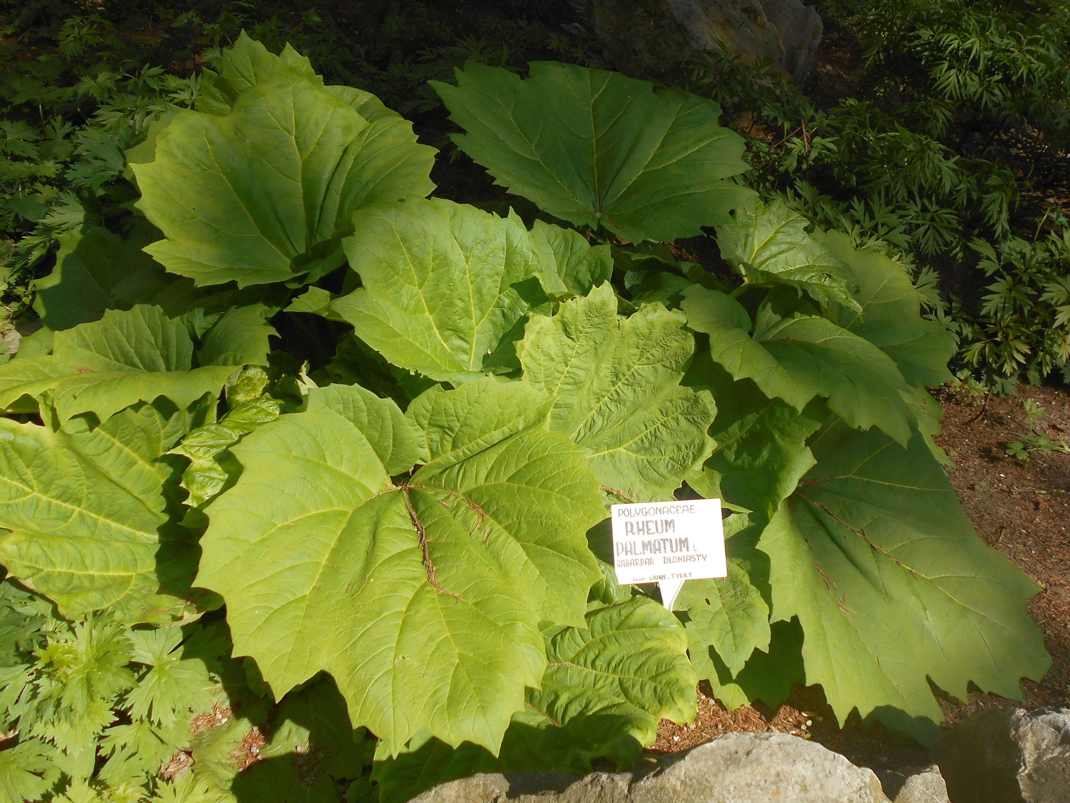 Image of Chinese Rhubarb