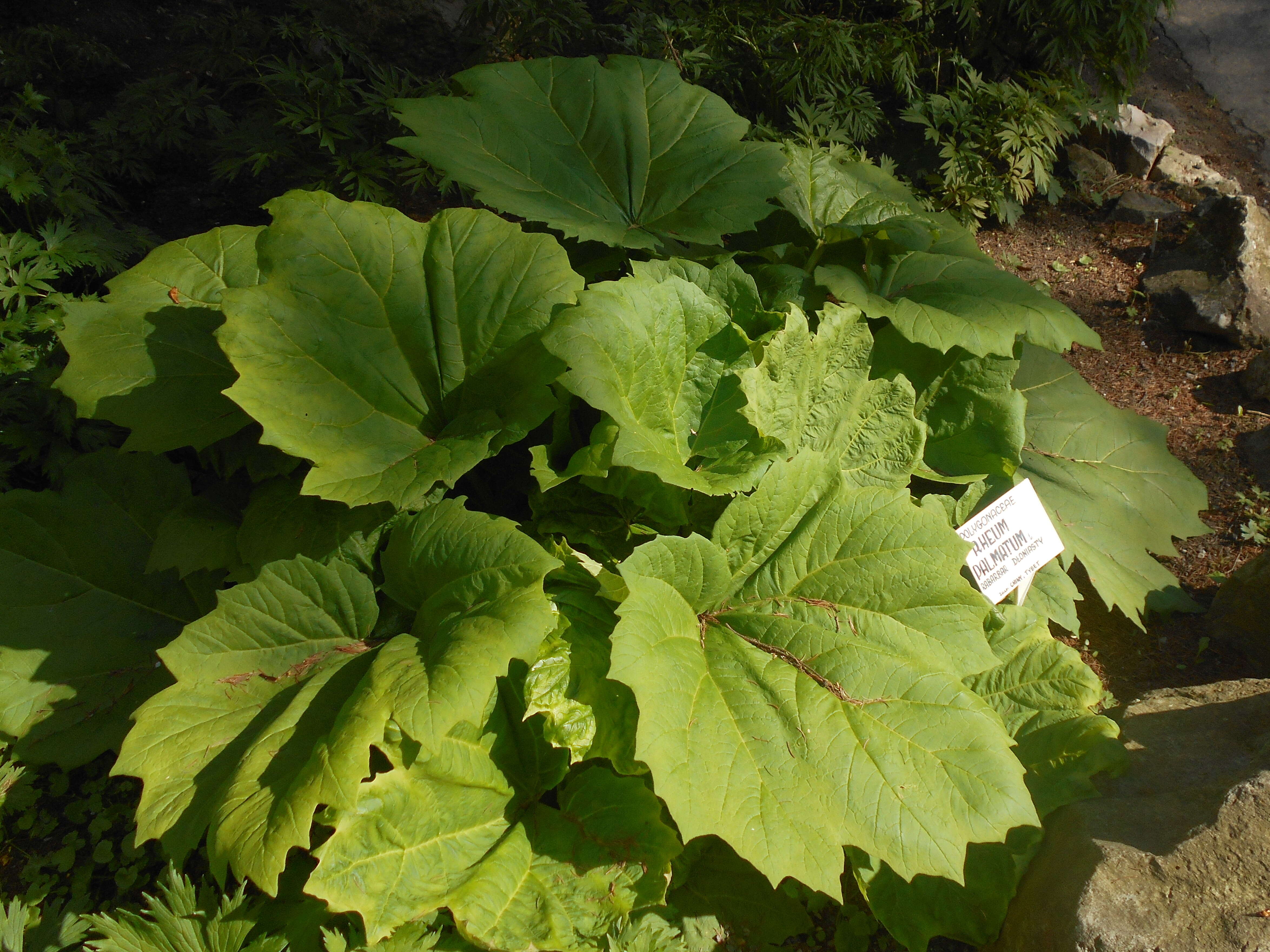 Image of Chinese Rhubarb