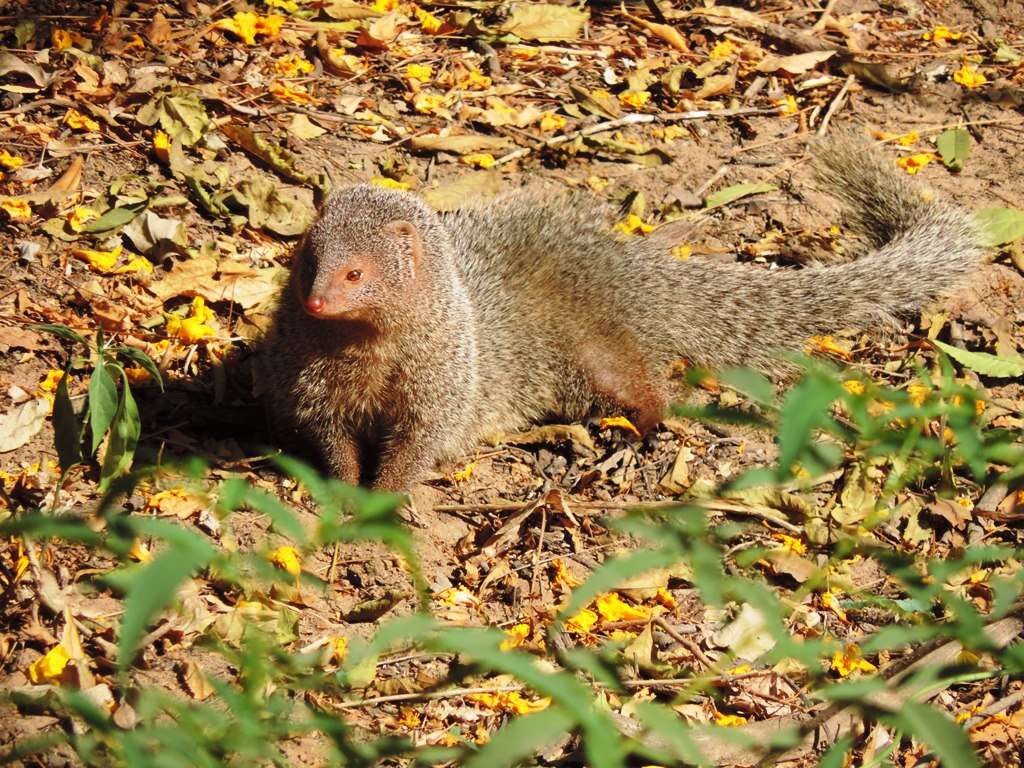 Image of Indian Gray Mongoose