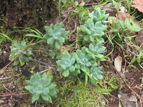 Image of Echeveria amoena L. de Smet ex E. Morr.