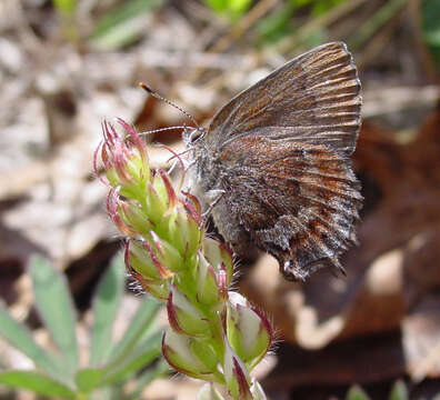 Plancia ëd Callophrys irus