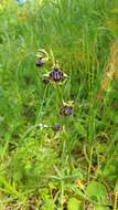 Image of Ophrys cretica subsp. ariadnae (Paulus) H. Kretzschmar