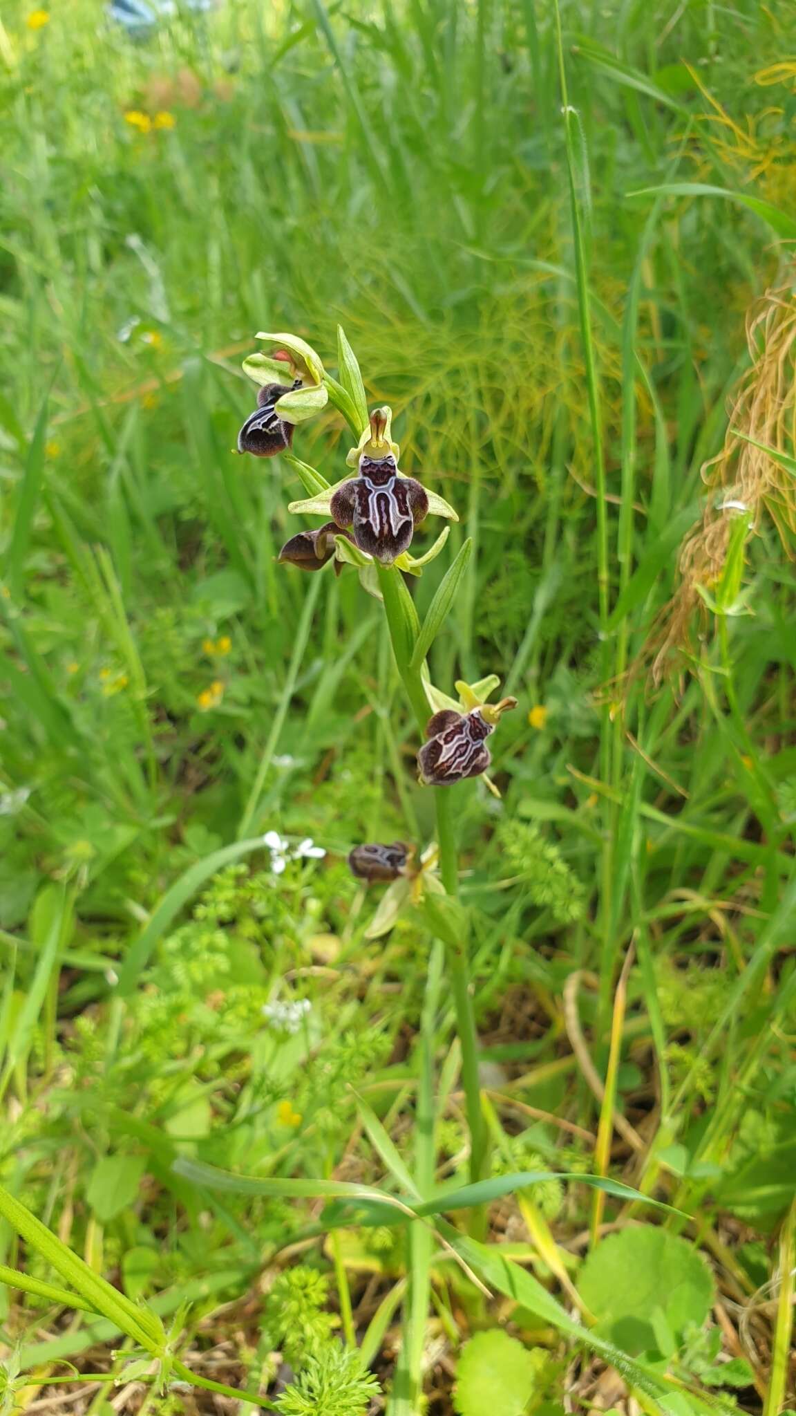 Image of Ophrys cretica subsp. ariadnae (Paulus) H. Kretzschmar