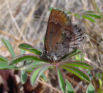 Plancia ëd Callophrys irus