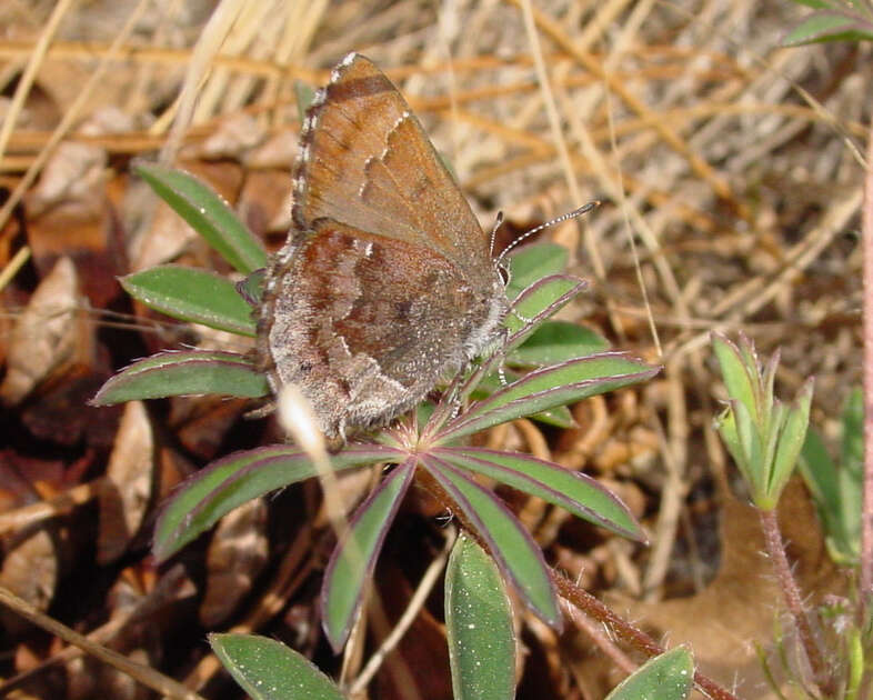 Plancia ëd Callophrys irus