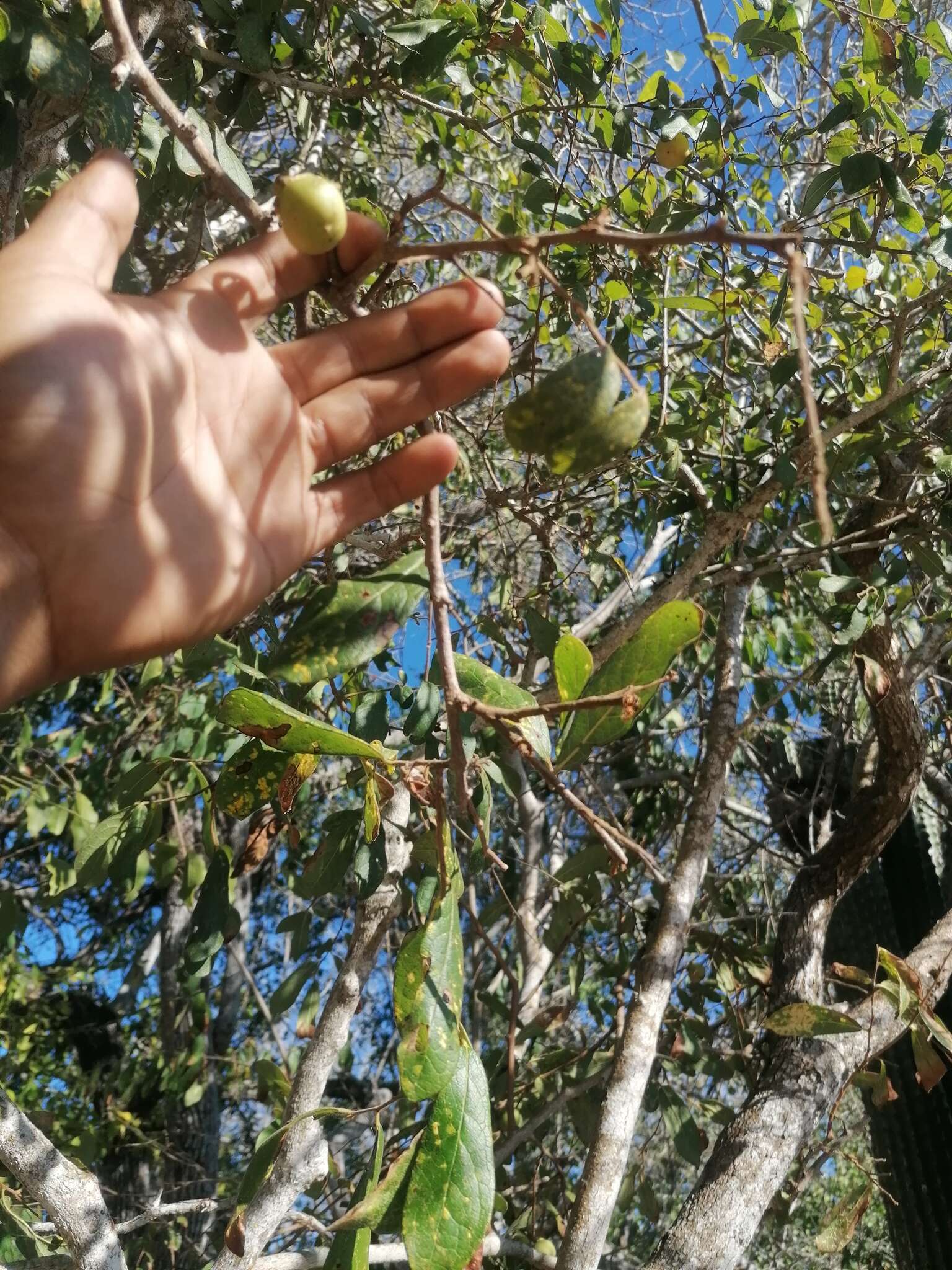 Sivun Diospyros salicifolia Humb. & Bonpl. ex Willd. kuva