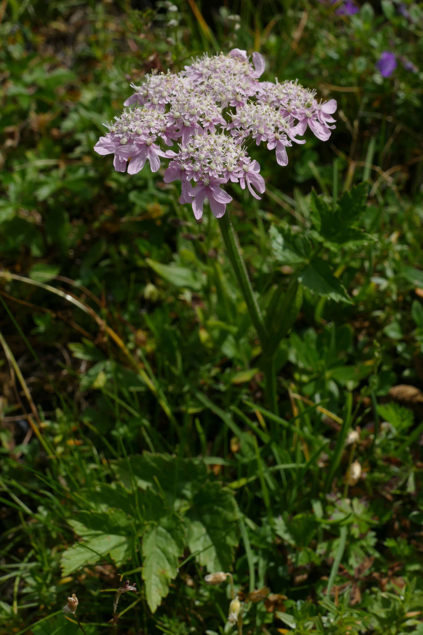 Image of Heracleum austriacum subsp. siifolium (Scop.) Nyman