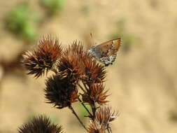 Plancia ëd Callophrys irus