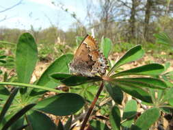 Plancia ëd Callophrys irus