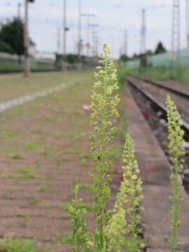 Слика од Reseda lutea L.