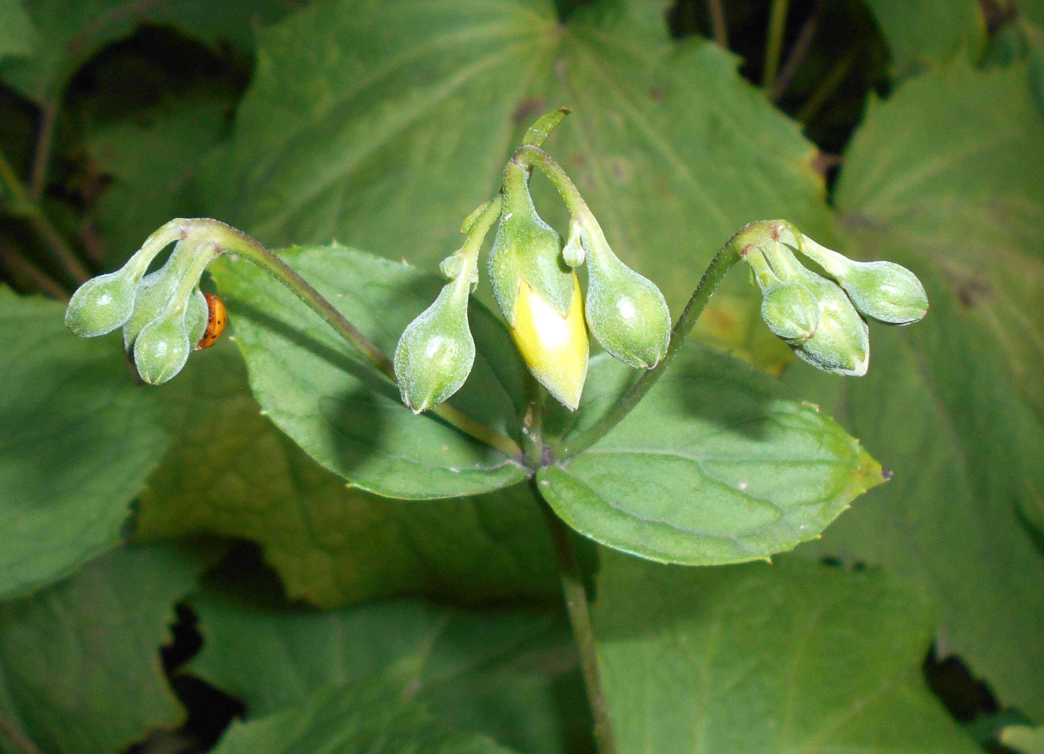 Image of Kirengeshoma palmata Yatabe