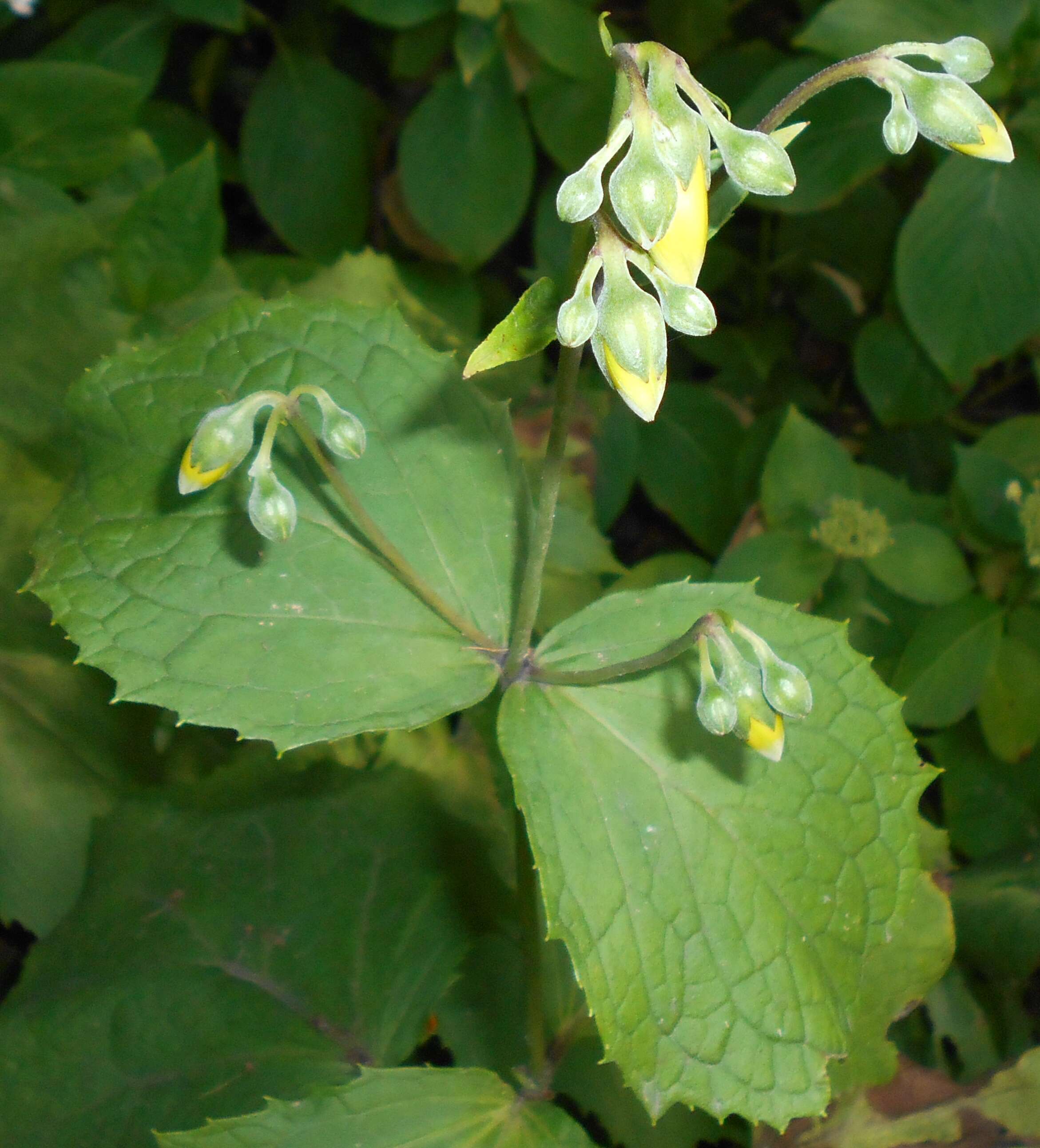 Image of Kirengeshoma palmata Yatabe