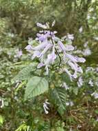 Image de Plectranthus saccatus Benth.