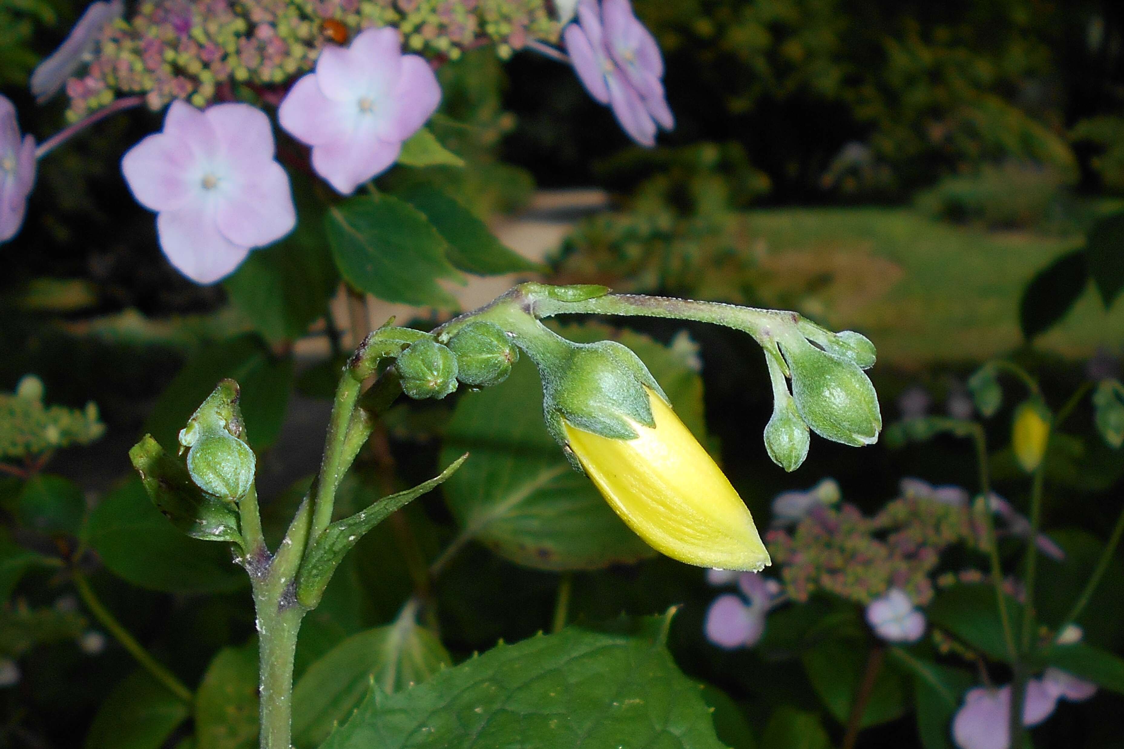 Image of Kirengeshoma palmata Yatabe