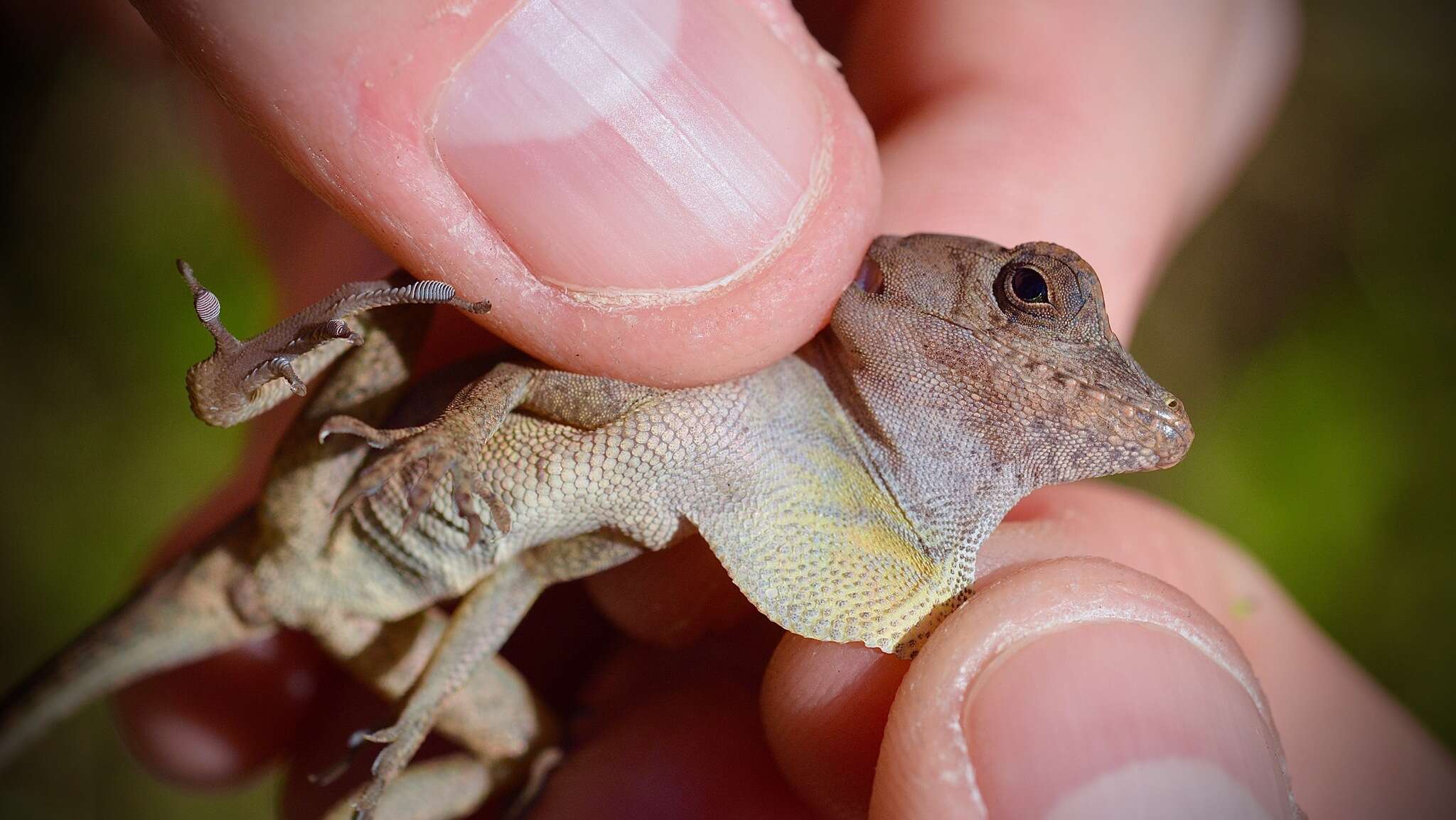 Imagem de Anolis cybotes Cope 1862