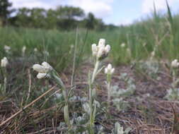 Imagem de Antennaria parvifolia Nutt.