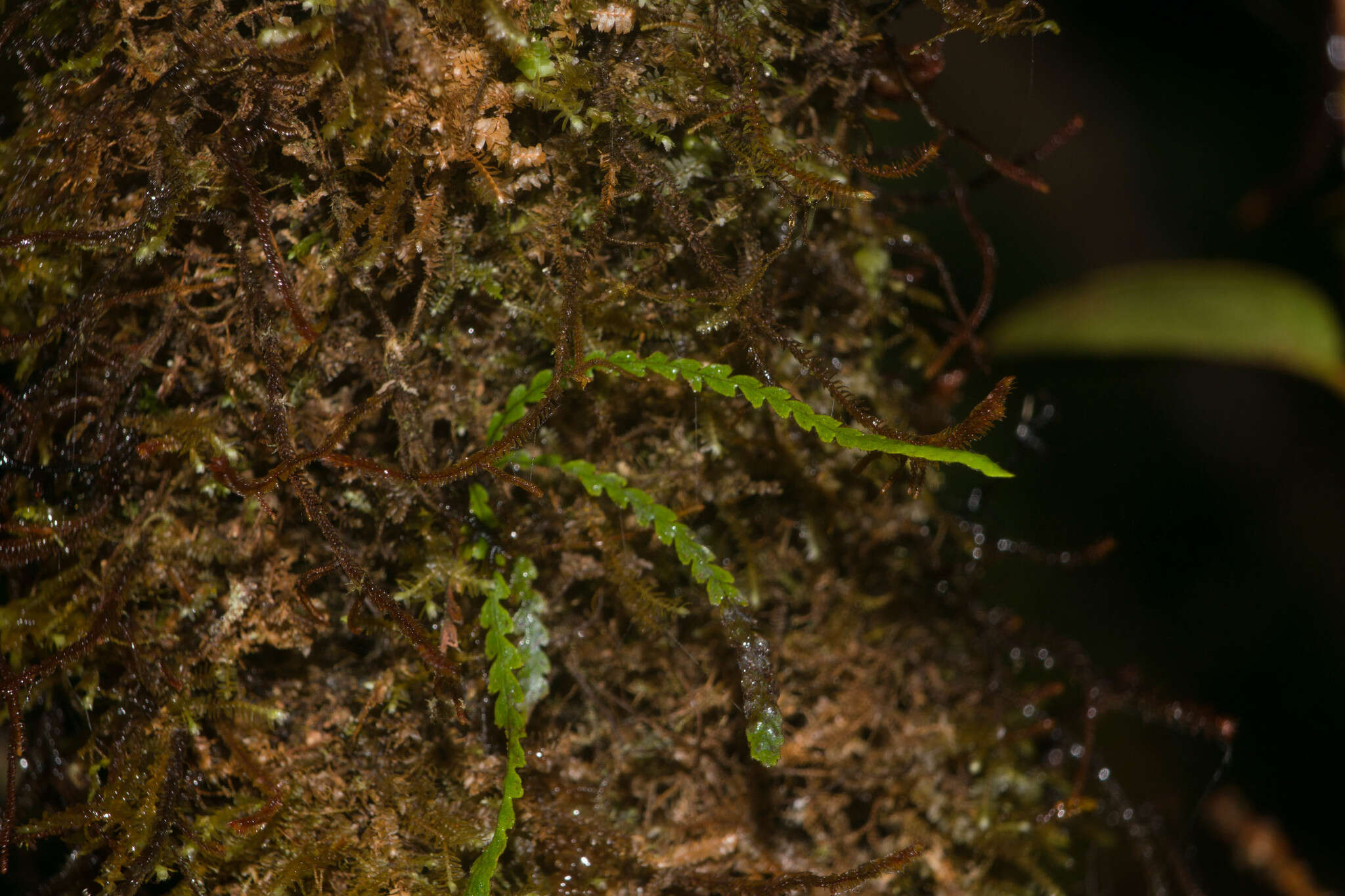 Image of Safford's lellingeria