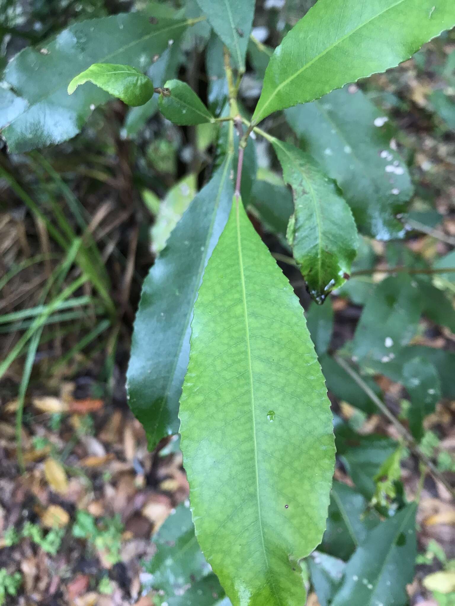 Слика од Ceratopetalum apetalum D. Don