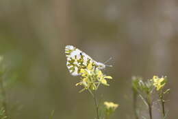 Euchloe ausonides (Lucas 1852) resmi