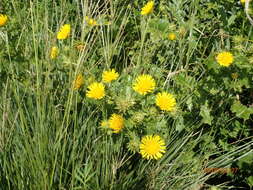 Image of Berkheya erysithales (DC.) Roessler