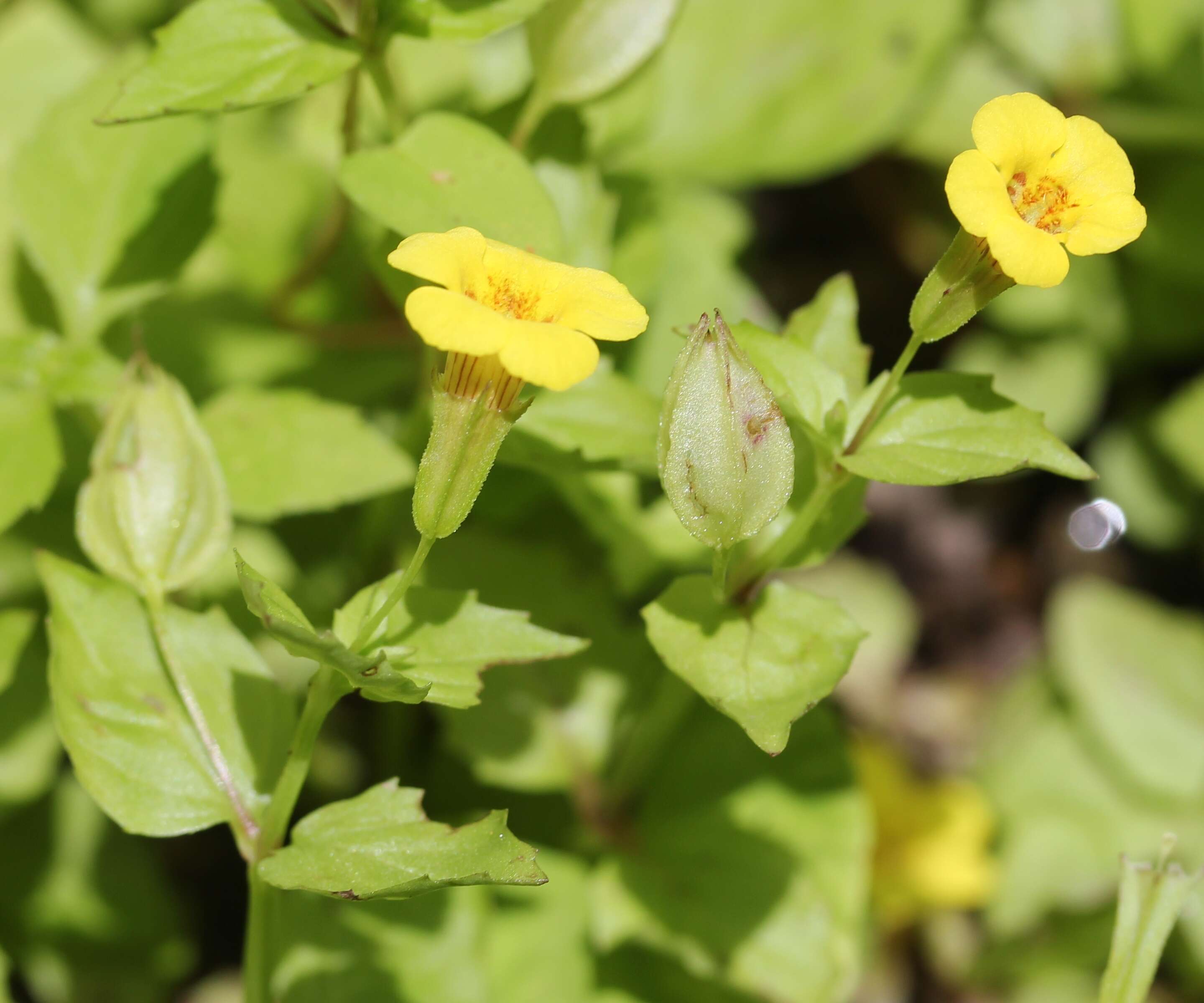 Plancia ëd Mimulus