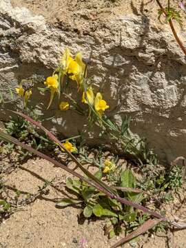 Image of Linaria supina (L.) Chaz.