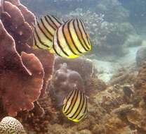 Image of Eight Banded Butterflyfish