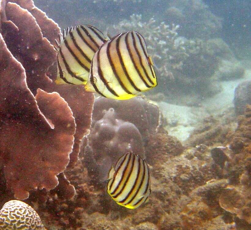 Image of Eight Banded Butterflyfish