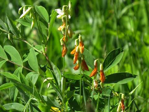 Lathyrus laevigatus subsp. occidentalis (Fisch. & C. A. Mey.) Breistr. resmi